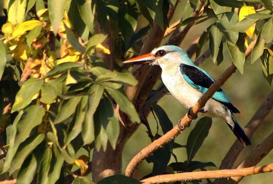 Image of Senegal Kingfisher