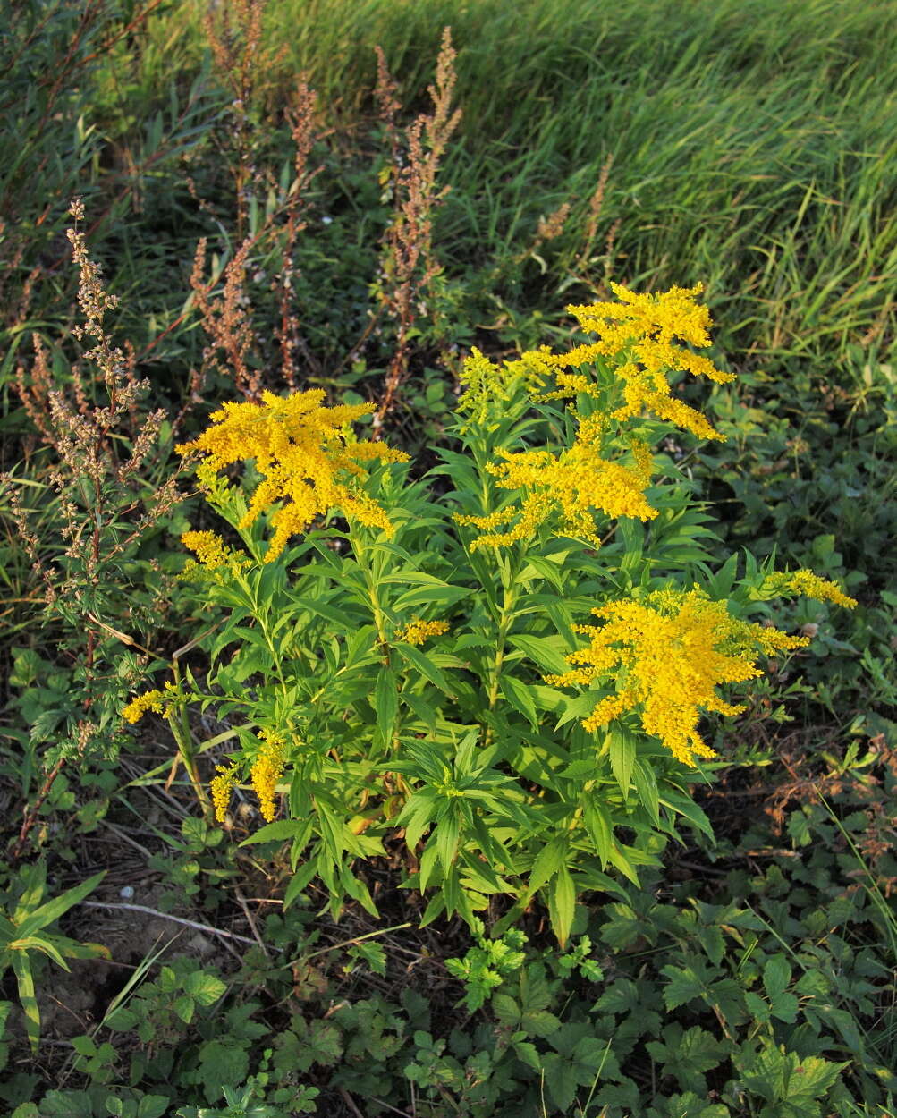 Image of Canada goldenrod