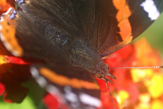 Image of Red Admiral