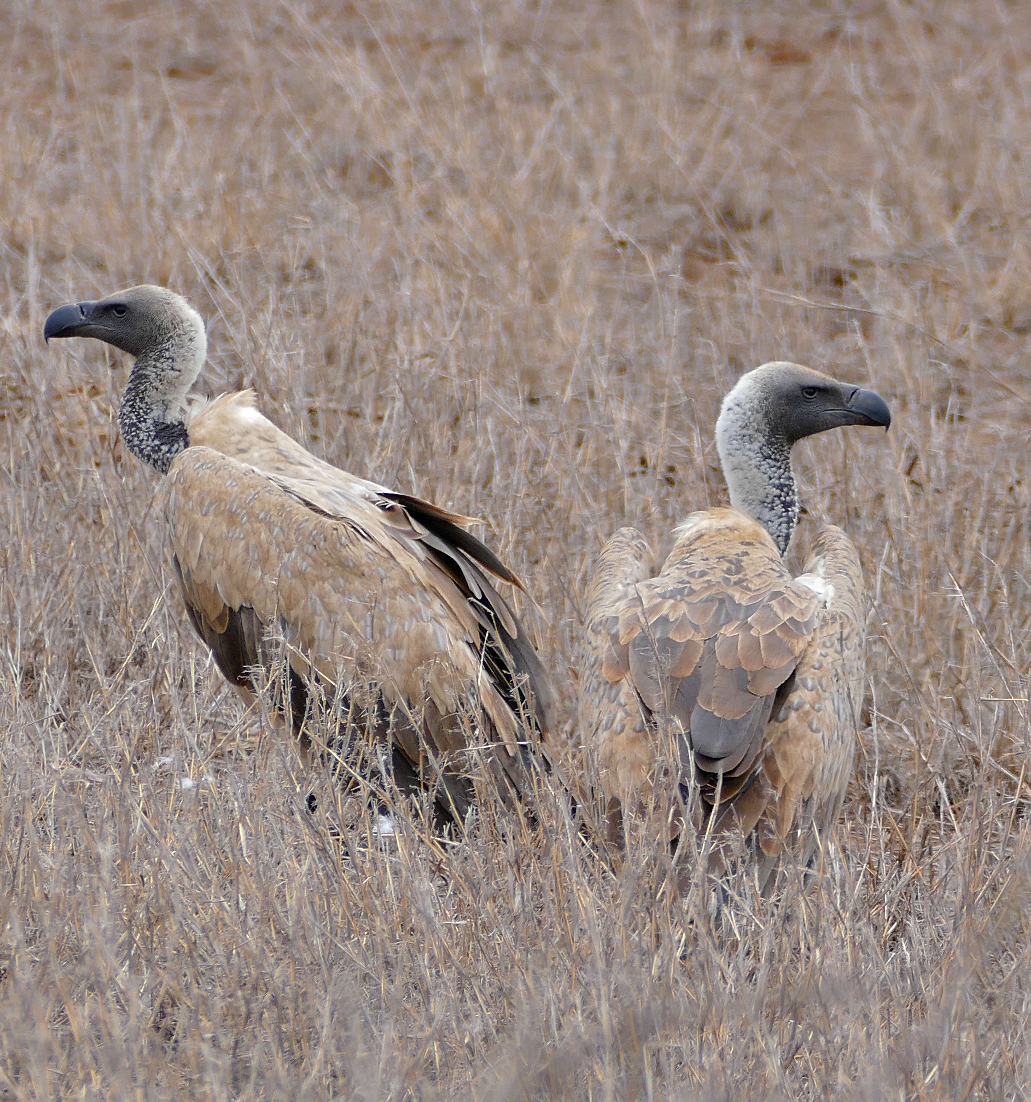 Image of White-backed Vulture