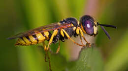 Imagem de Philanthus triangulum (Fabricius 1775)