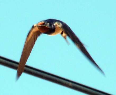 Image of Hirundo Linnaeus 1758