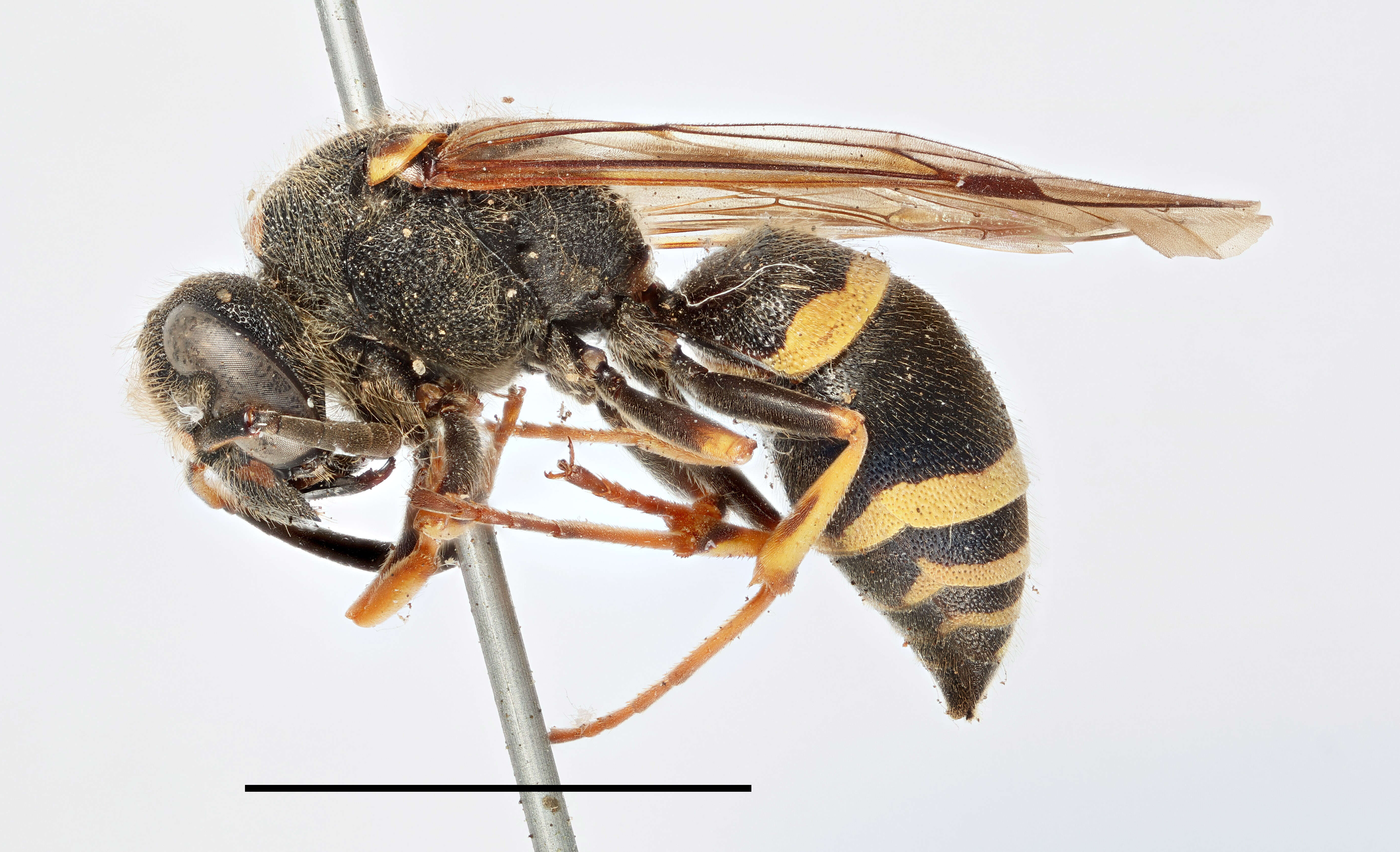 Sivun Ancistrocerus claripennis Thomson 1874 kuva