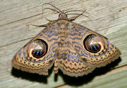 Imagem de Calliodes pretiosissima Holland 1892