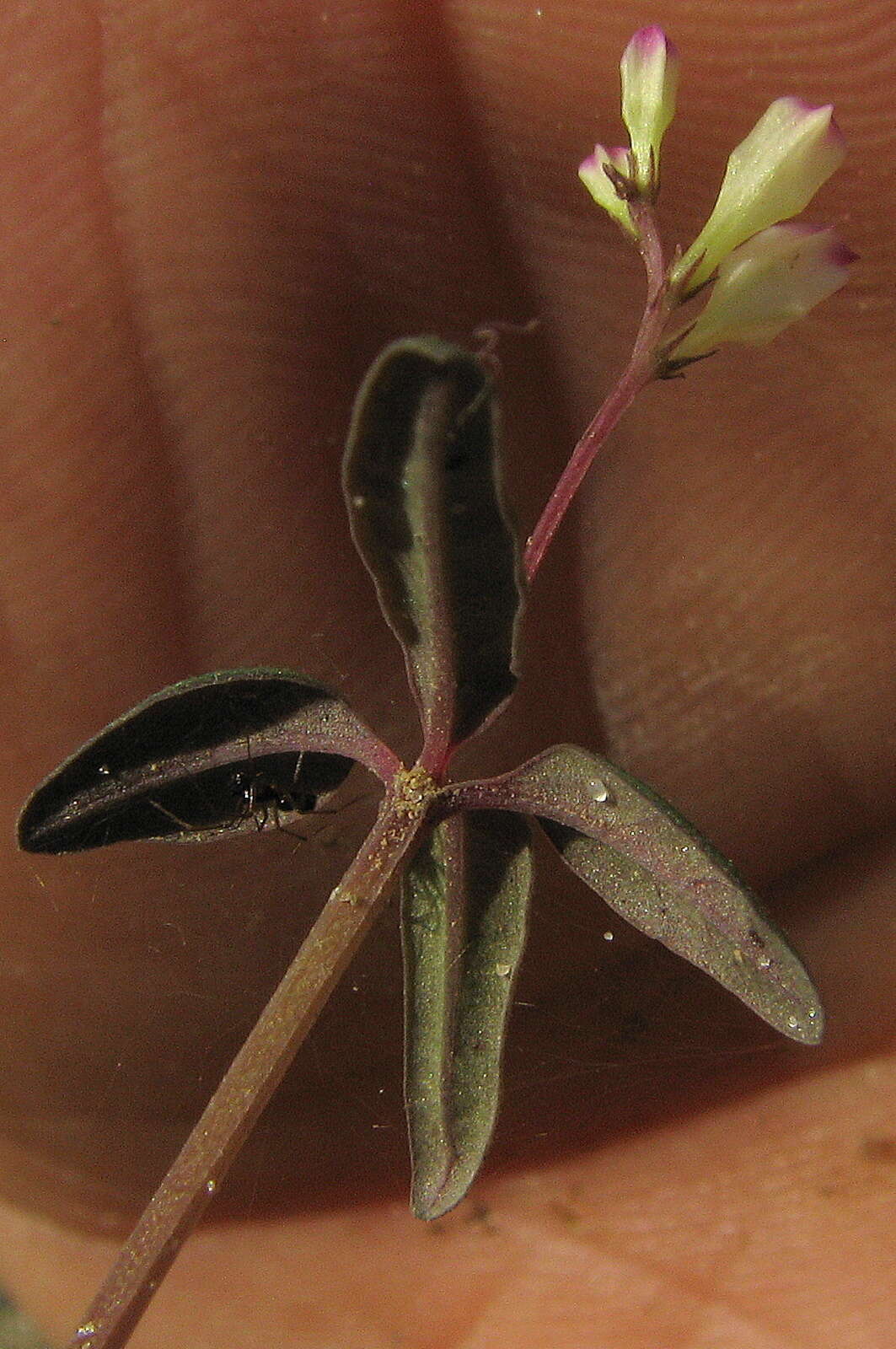 Plancia ëd Spigelia genuflexa Popovkin & Struwe