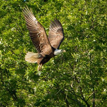 Image of Sea eagles