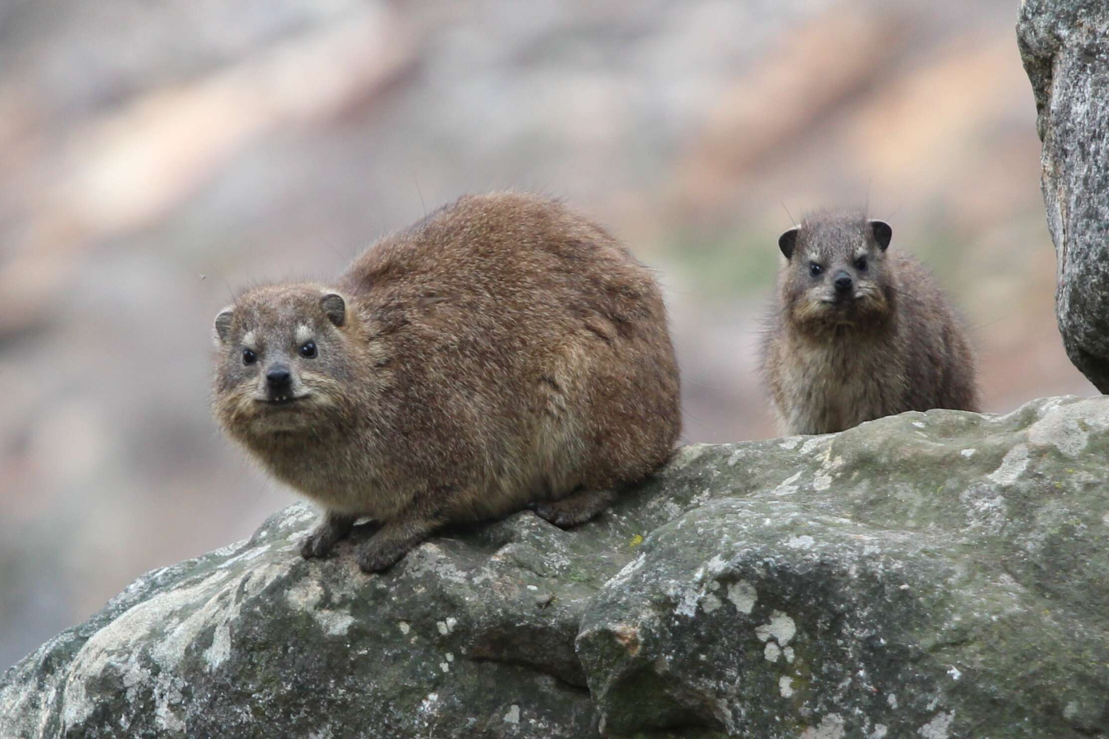 Image of Rock Hyrax