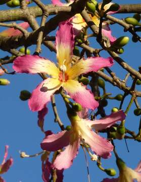 Image of Ceiba speciosa (A. St.-Hil., A. Juss. & Cambess.) P. Ravenna