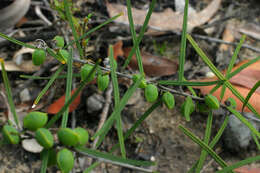 Слика од Hovea heterophylla Hook. fil.