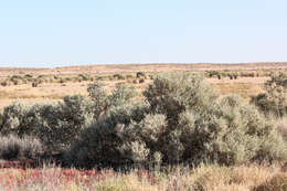 Image of Golden Goosefoot