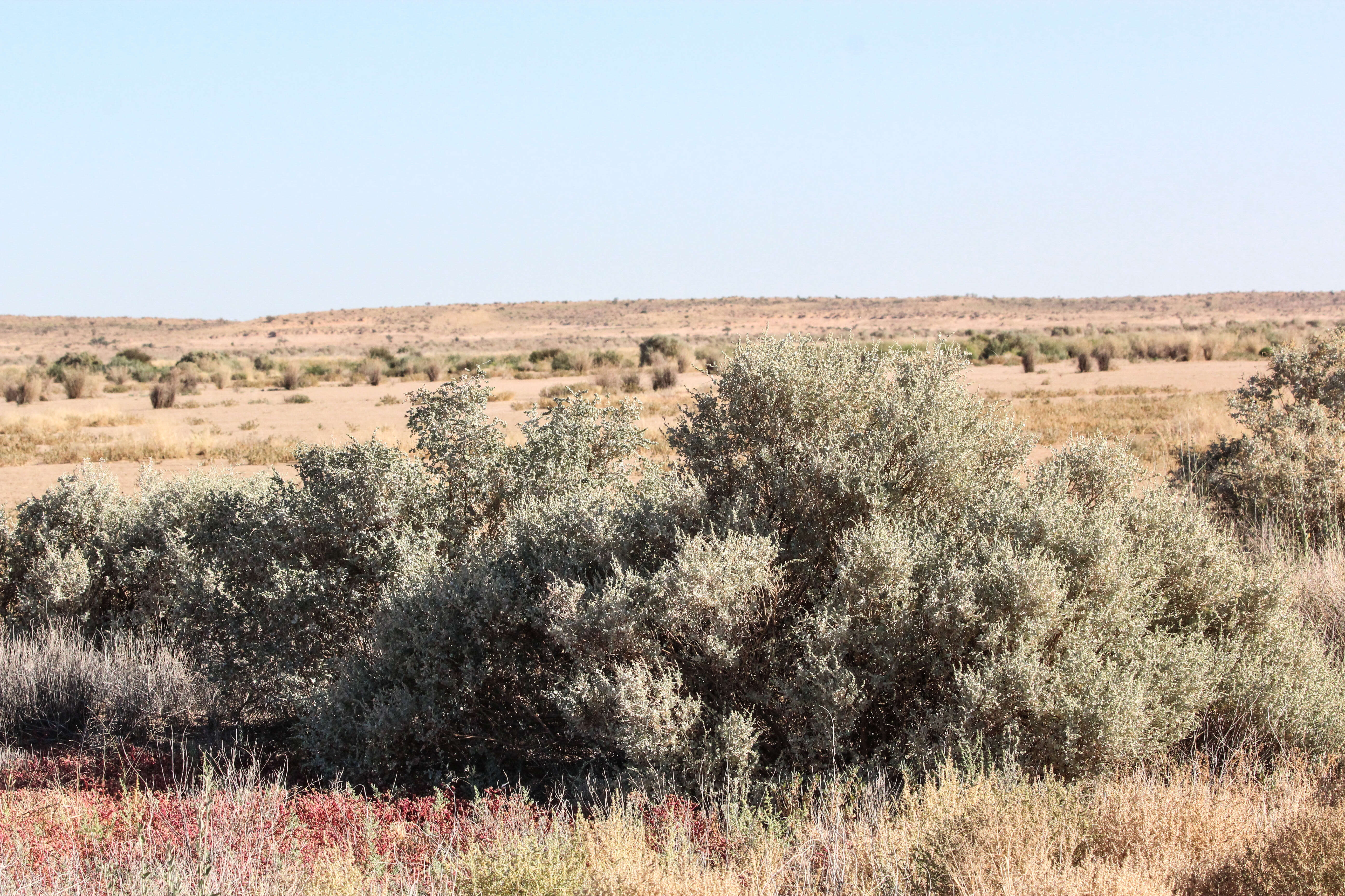 Image of Golden Goosefoot