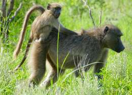 Image of Baboon