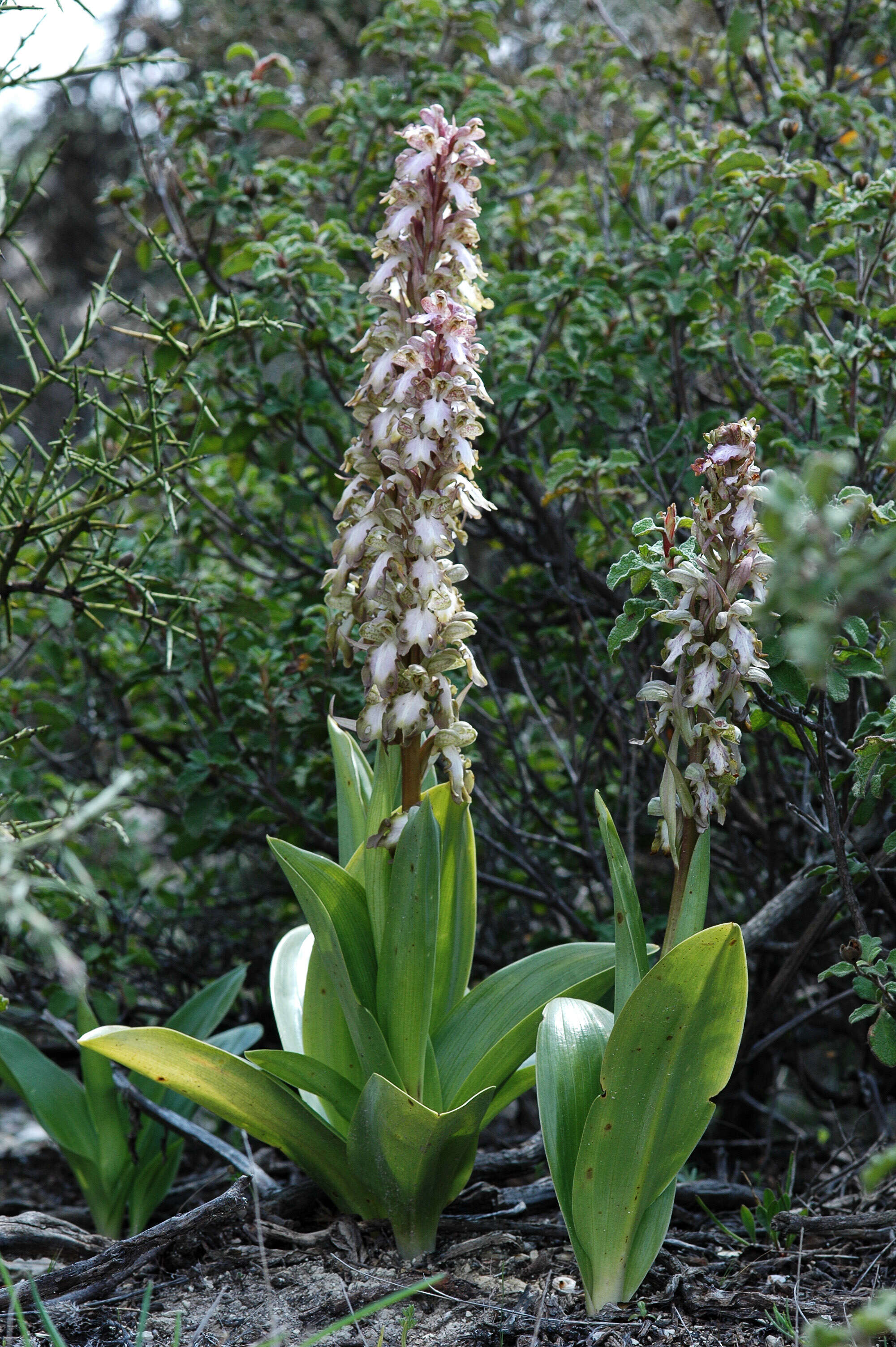 Image of Himantoglossum