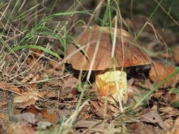 Image of butter bolete