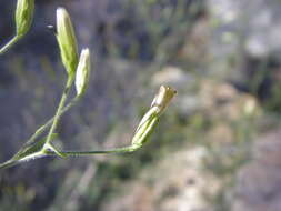 Brickellia coulteri A. Gray的圖片