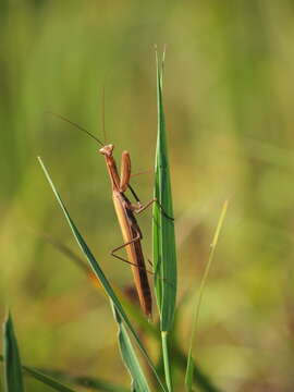 Image of Mantis