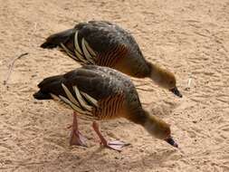 Image of Grass Whistling Duck