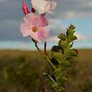 Imagem de Mandevilla bahiensis (Woodson) M. F. Sales & Kin.-Gouv.