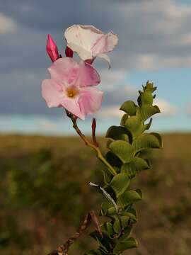 Plancia ëd Mandevilla bahiensis (Woodson) M. F. Sales & Kin.-Gouv.