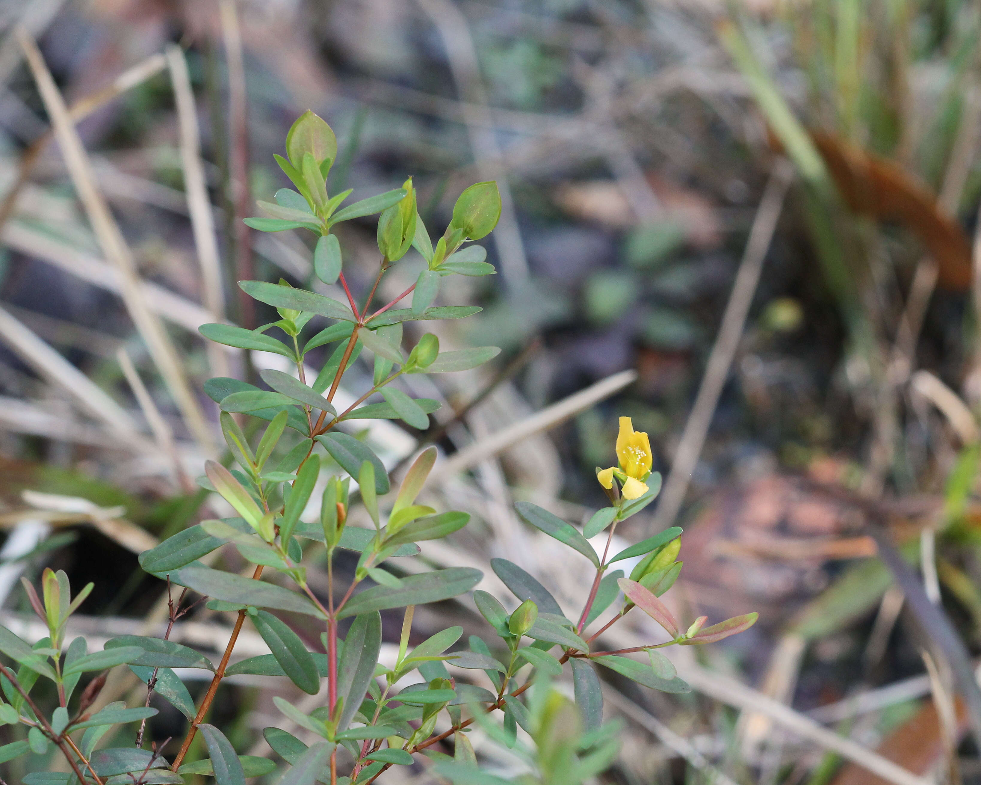 Imagem de Hypericum hypericoides (L.) Crantz