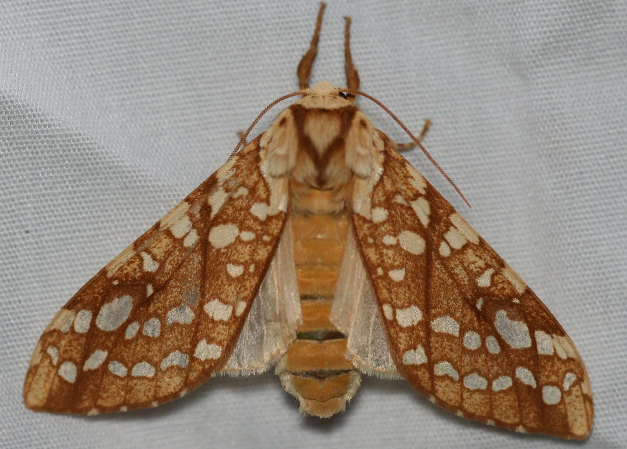 Слика од Lophocampa caryae Harris 1841