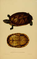 Image of mud turtles