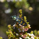 Image of Castiarina virginea (Erichson 1842)