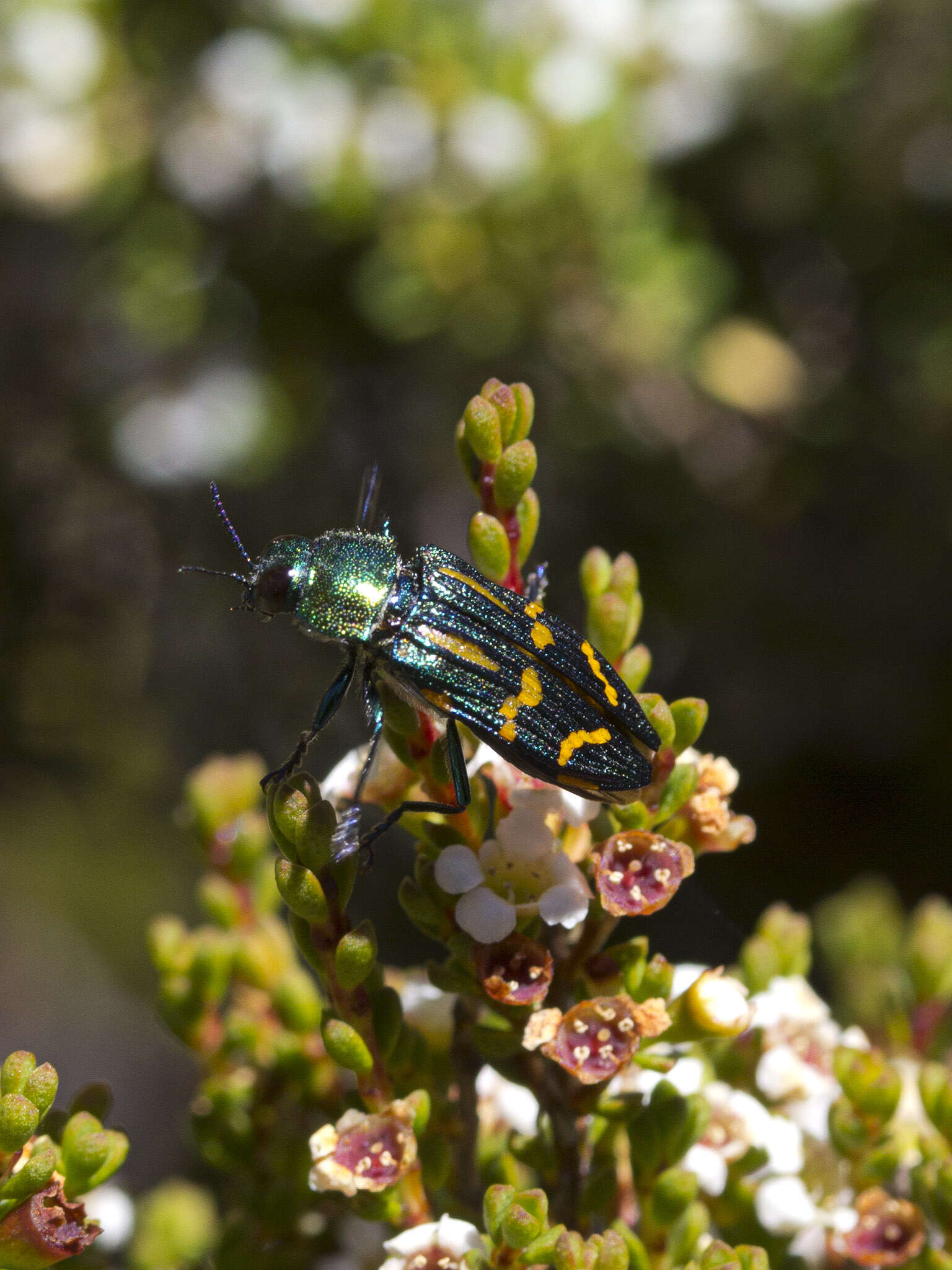 Image of Castiarina virginea (Erichson 1842)