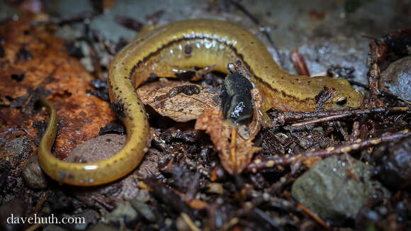 Image of Brook salamander