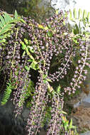 Sivun Coriariaceae kuva