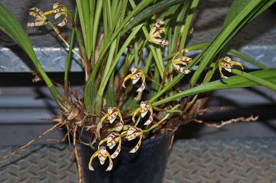 Image of Maxillaria picta Hook.