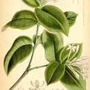 Image of Rudgea parquioides subsp. caprifolium (Zahlbr.) Zappi