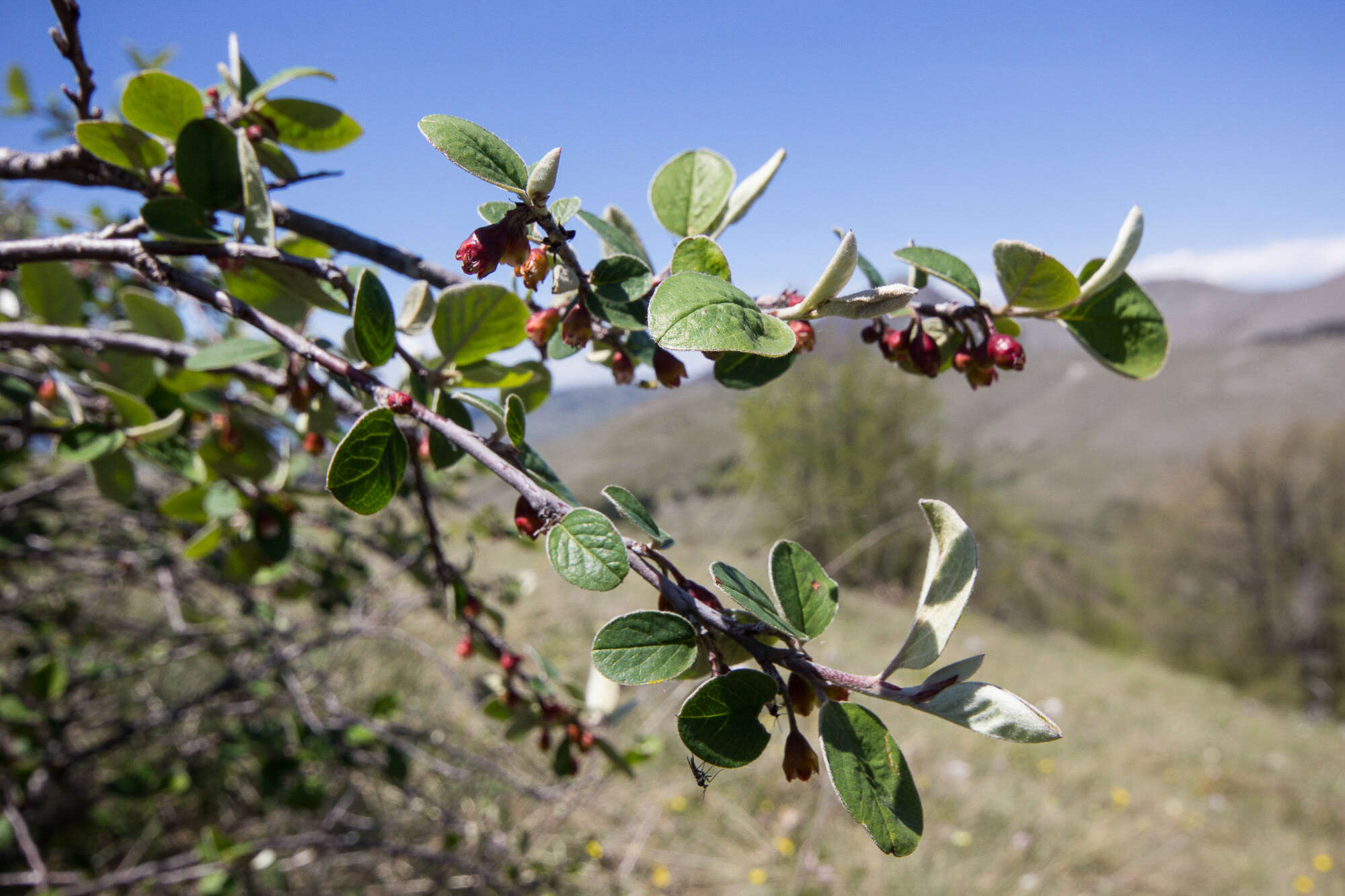 صورة Cotoneaster nebrodensis (Guss.) Koch