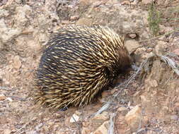 Image of Short-beaked Echidnas