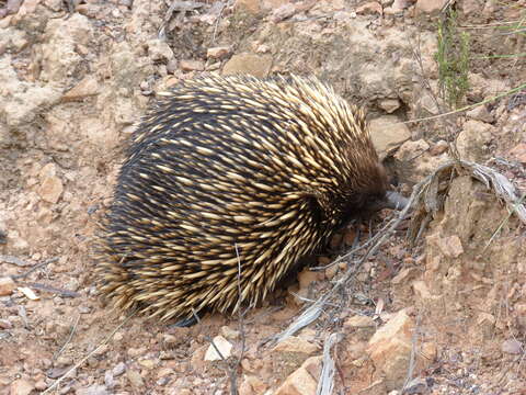 Image of Short-beaked Echidnas