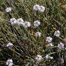 صورة Junellia lavandulifolia (Phil.) Moldenke