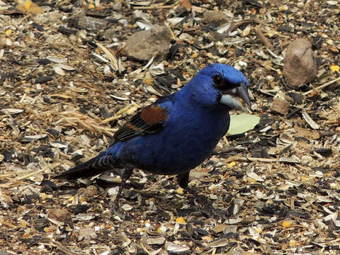 Image of Blue Grosbeak