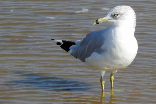 Image of Larus Linnaeus 1758