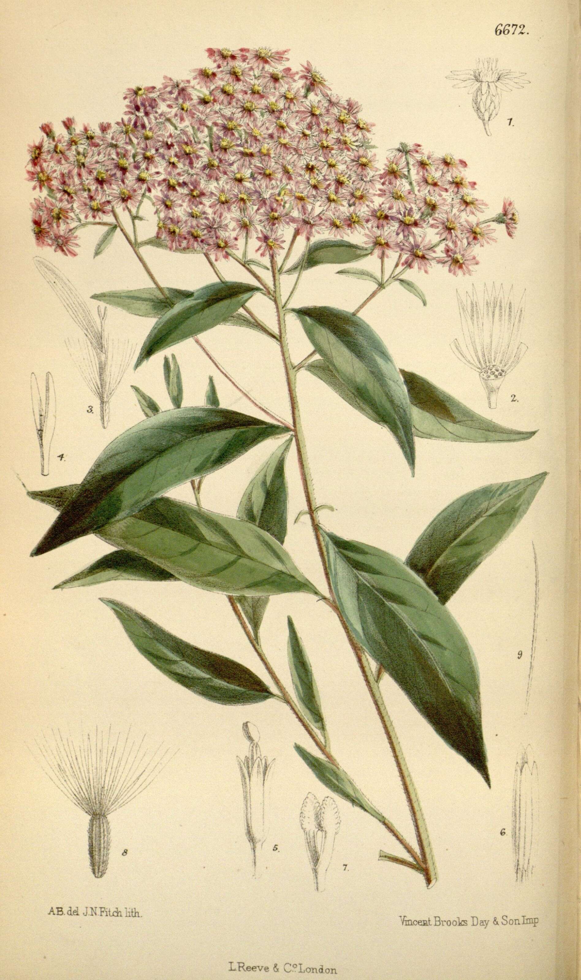 Image of Aster albescens (DC.) Wall. ex Hand.-Mazz.