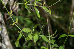 Image of Mistletoe