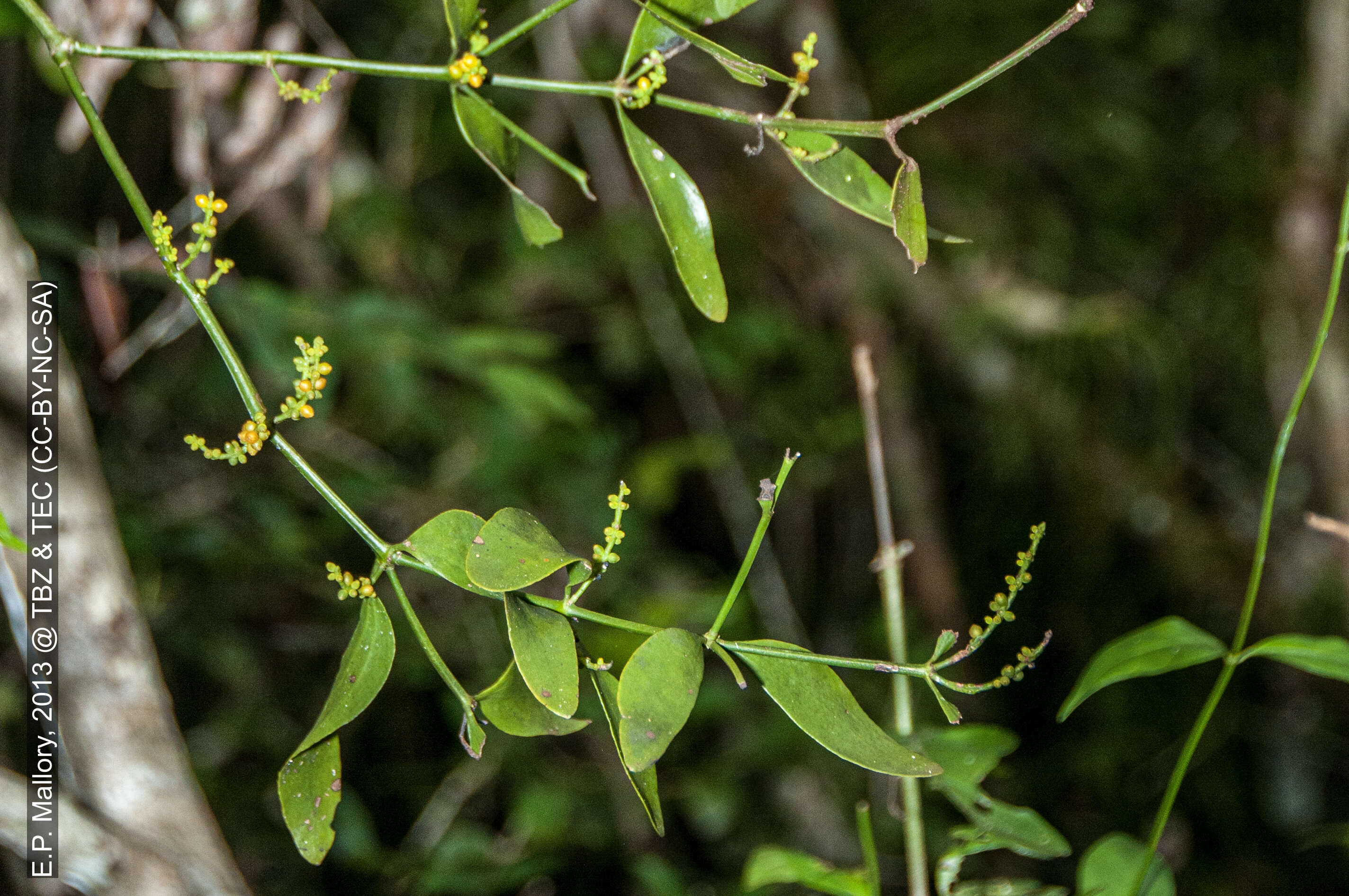 Image de Phoradendron