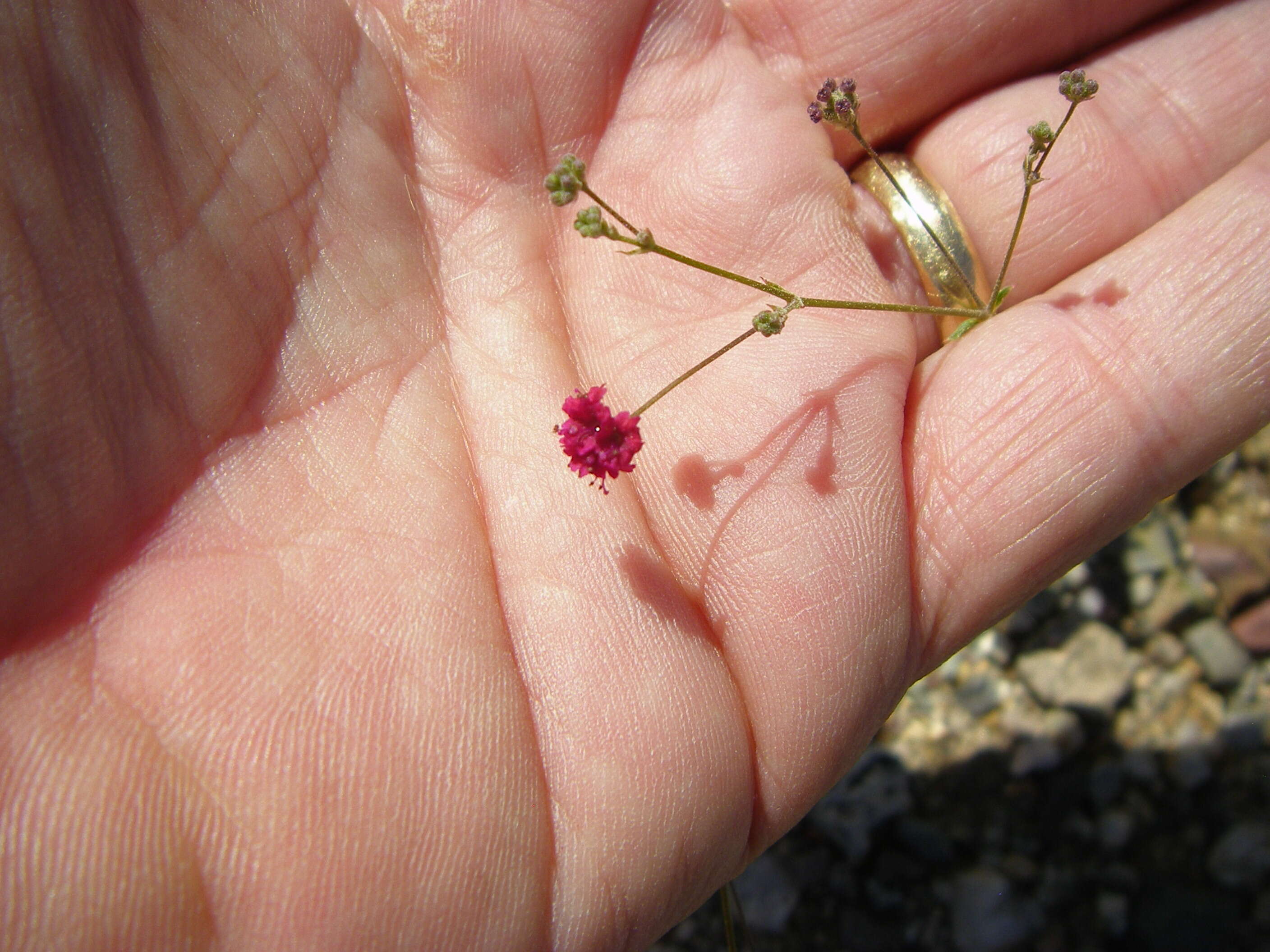 Image of spiderling