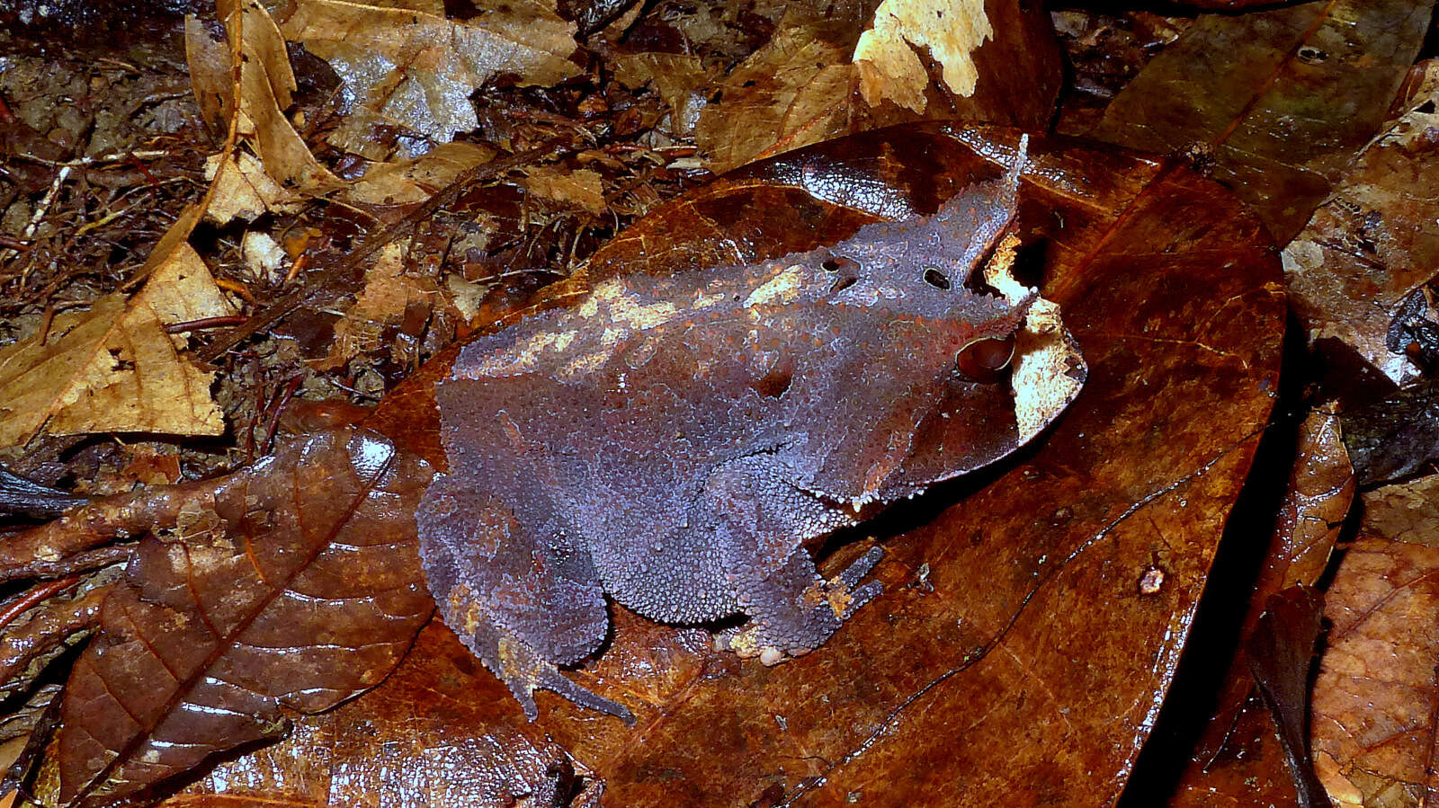 Image of Odontophrynidae Lynch 1969