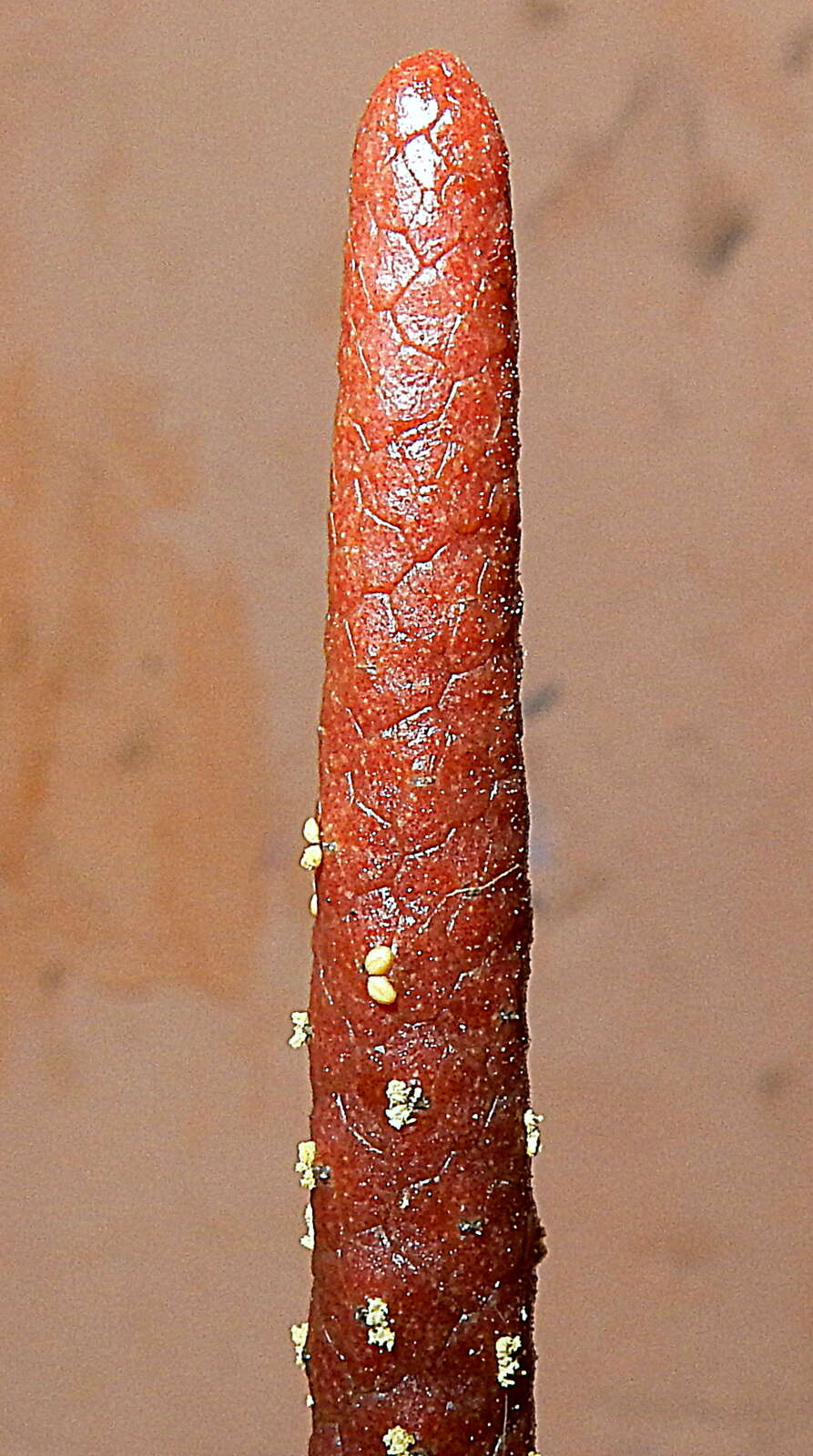 Image of Anthurium longipes N. E. Br.