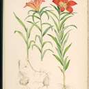 Image of Lilium pensylvanicum Ker Gawl.