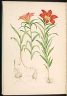 Image of Lilium pensylvanicum Ker Gawl.