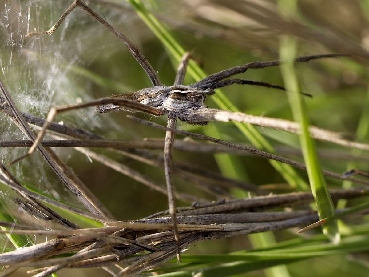 Image of nursery web spiders