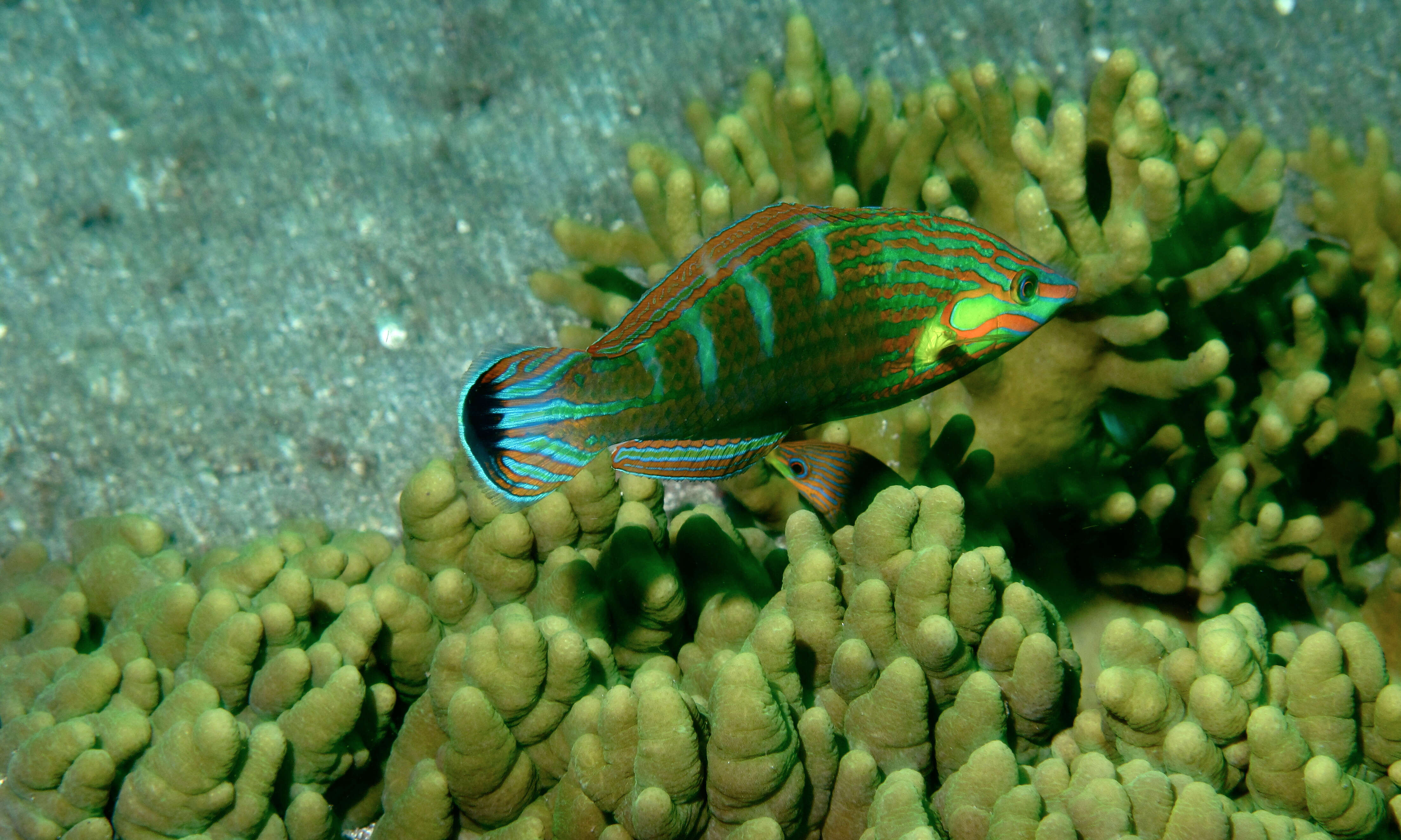 Image of Hoeven's wrasse