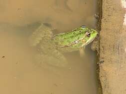 Image of Green Frogs; Water Frogs