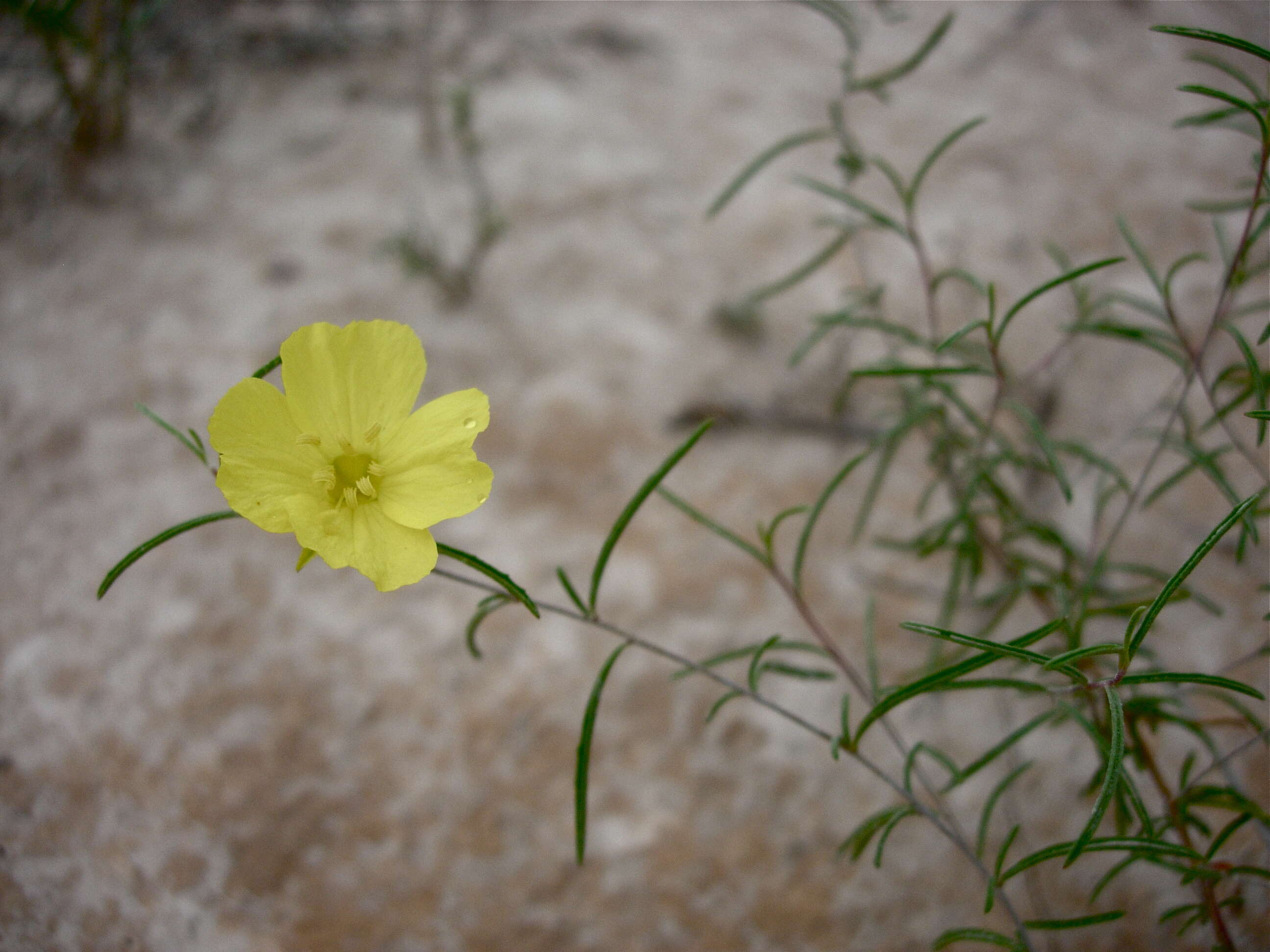 Imagem de Oenothera berlandieri subsp. berlandieri